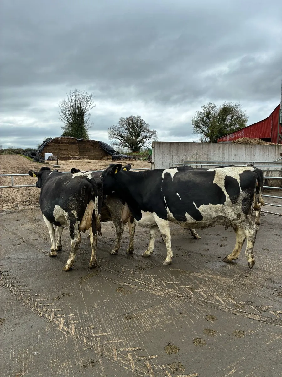 In calf cows - Image 2
