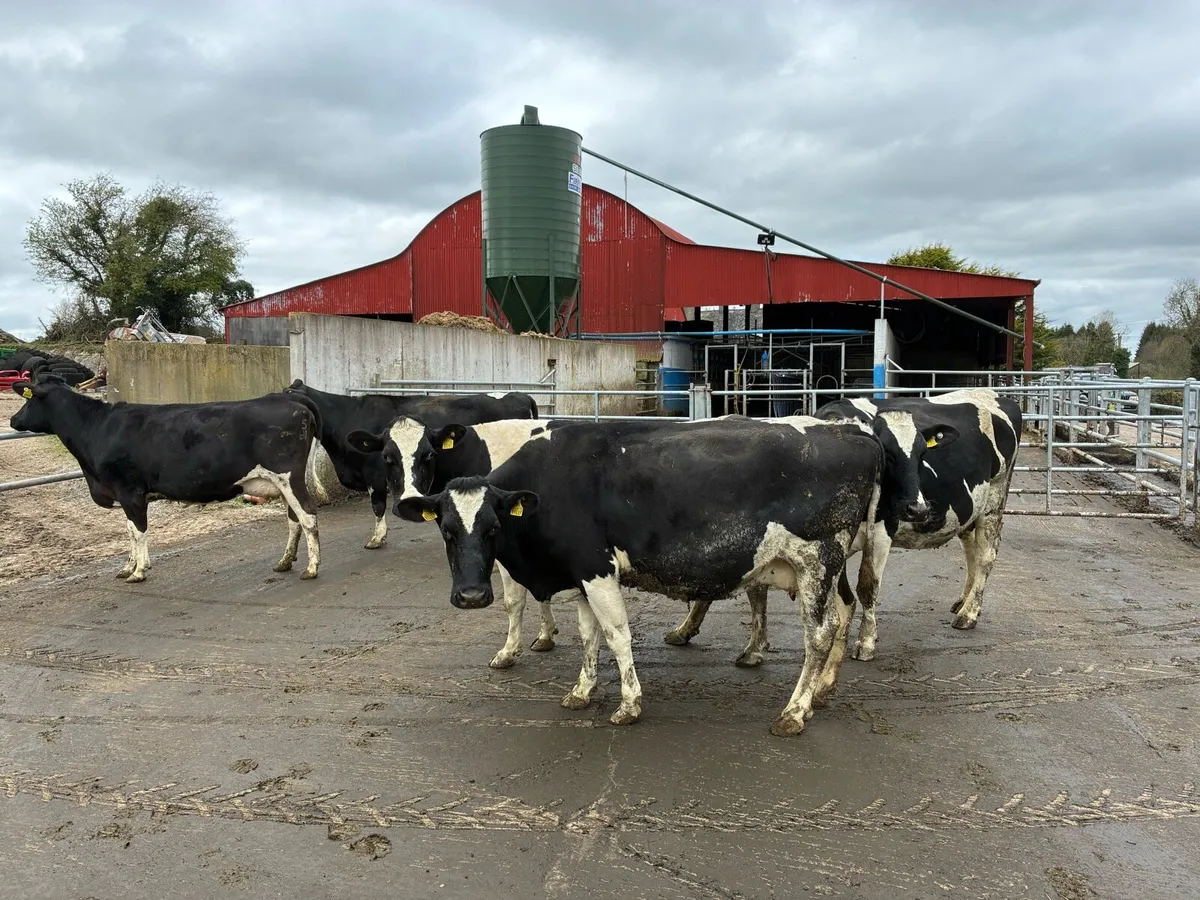 In calf cows - Image 4