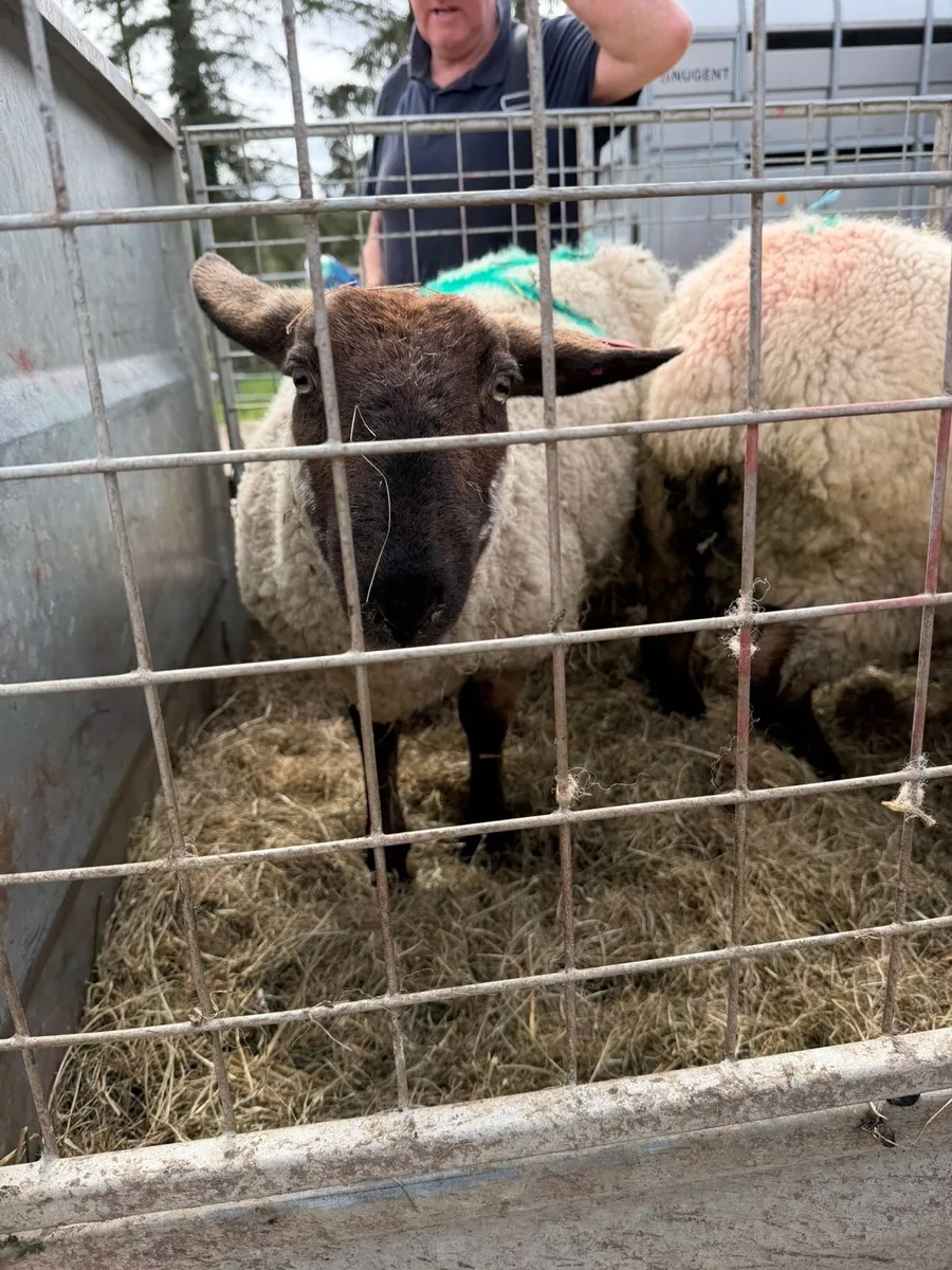 Three foster ewes - Image 2