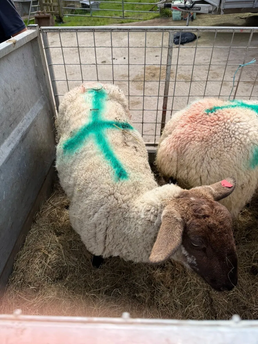 Three foster ewes - Image 3