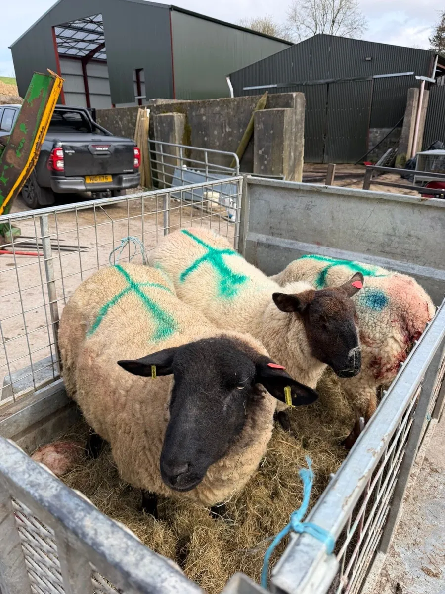 Three foster ewes - Image 1