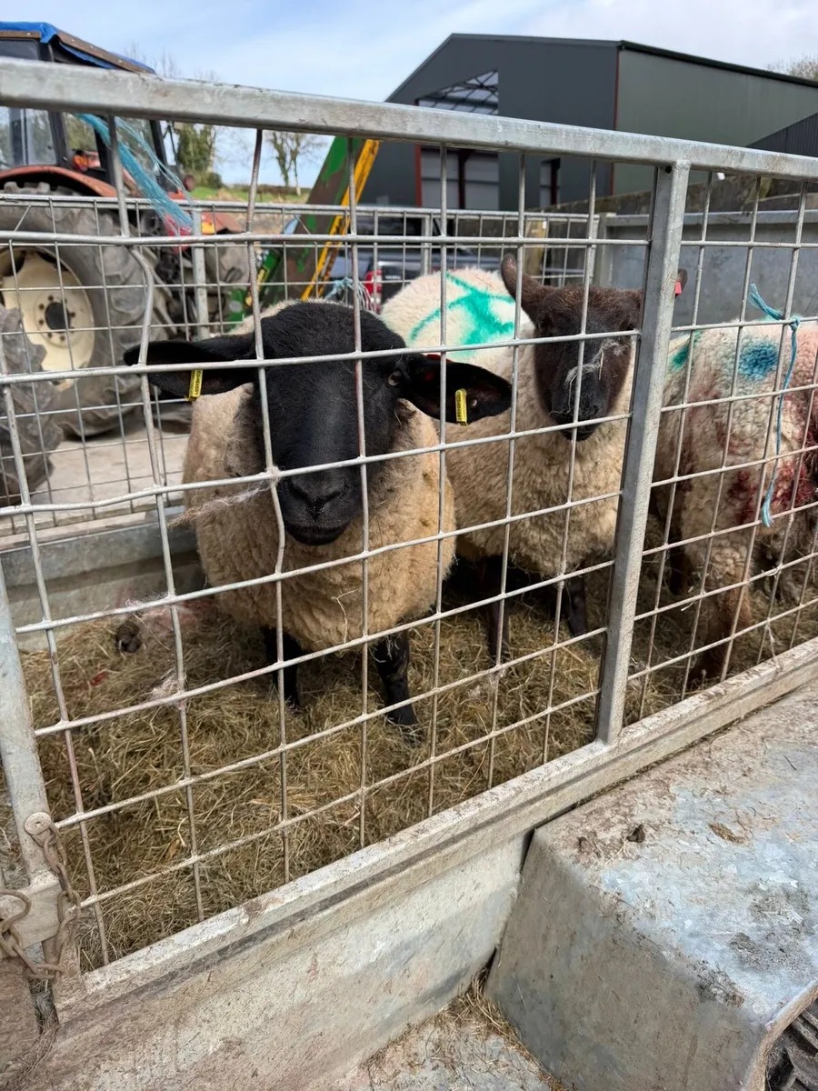 Three foster ewes - Image 4