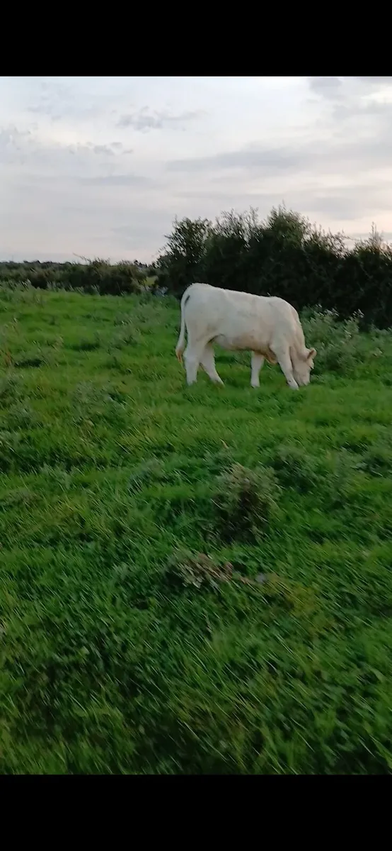 Pb ch springers - Image 1