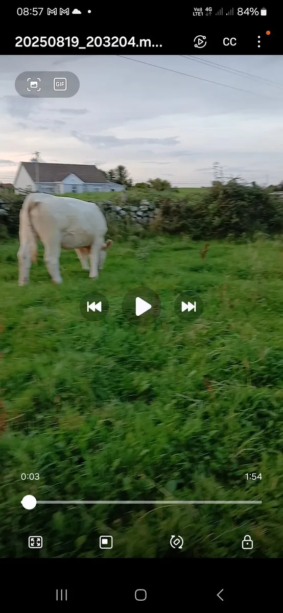 Pb ch springers - Image 2