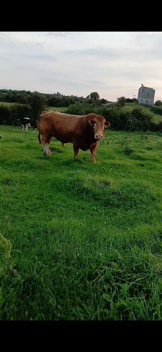 Pb ch springers - Image 3