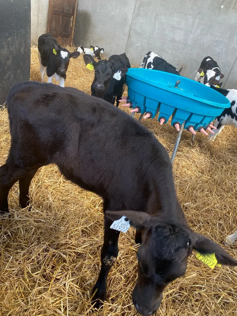 Fr Heifer calves - Image 4
