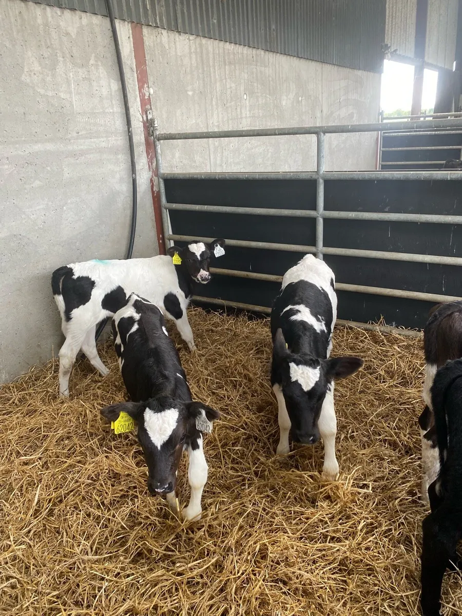 Fr Heifer calves - Image 1