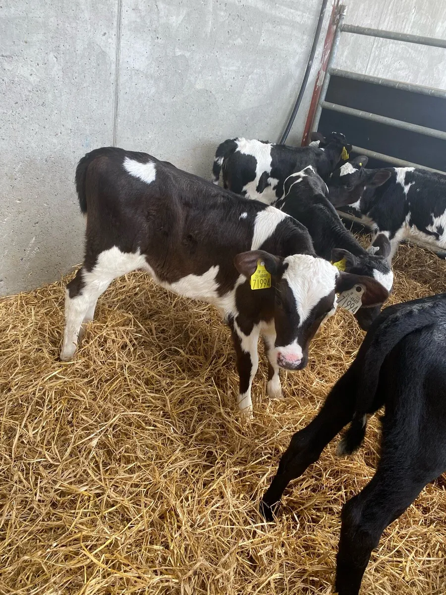 Fr Heifer calves - Image 2