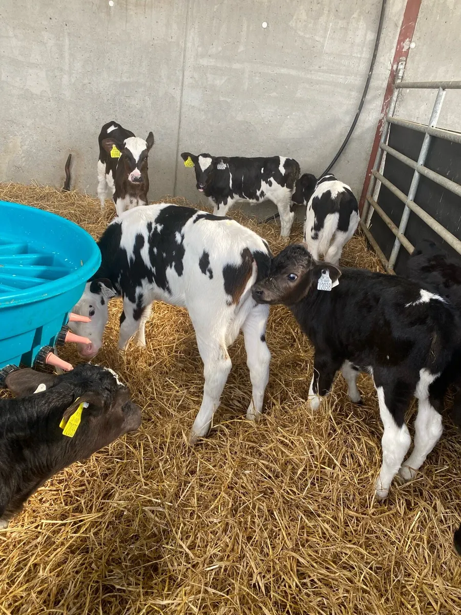 Fr Heifer calves - Image 3