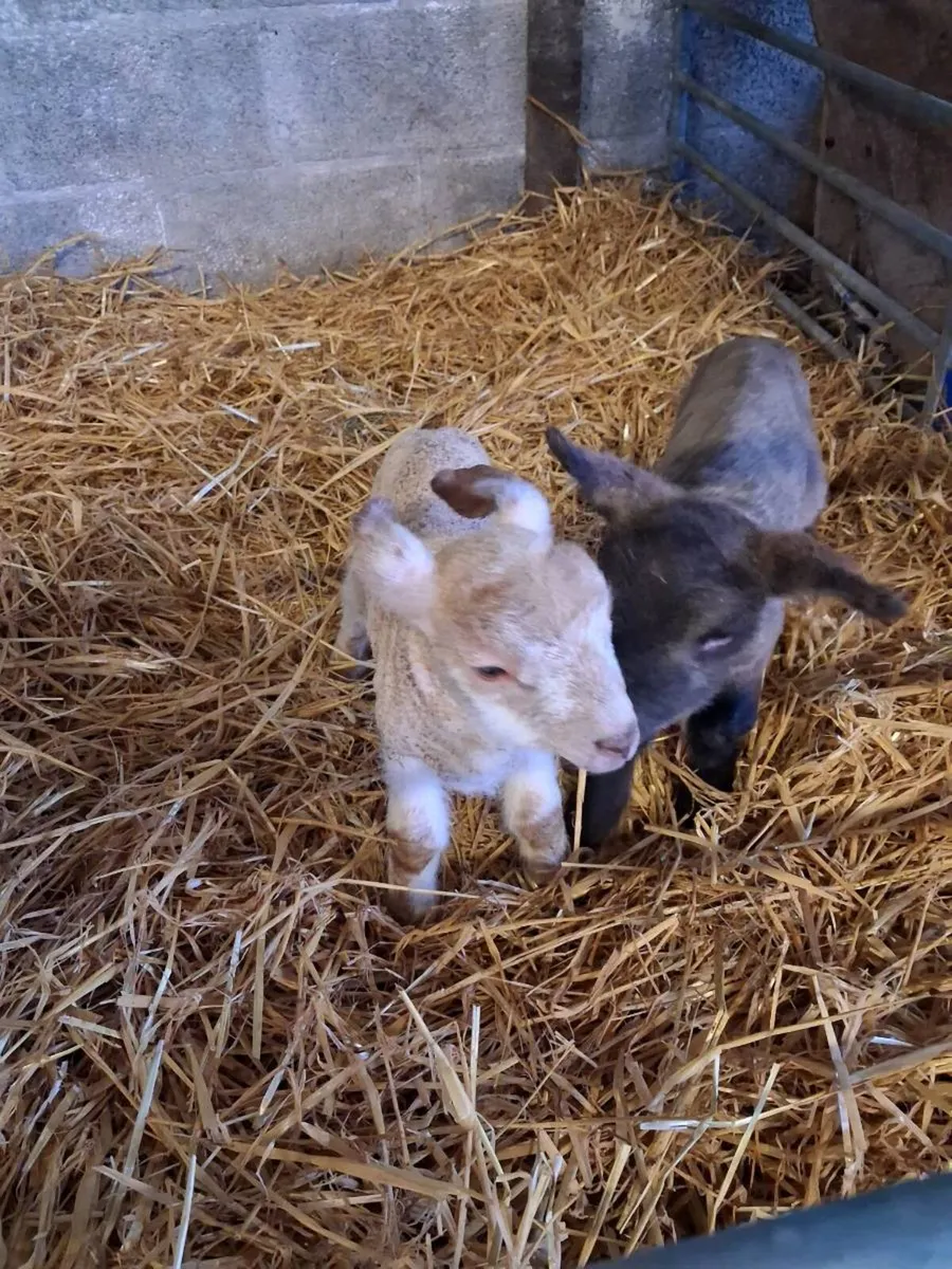 Pet/Foster lambs - Image 1