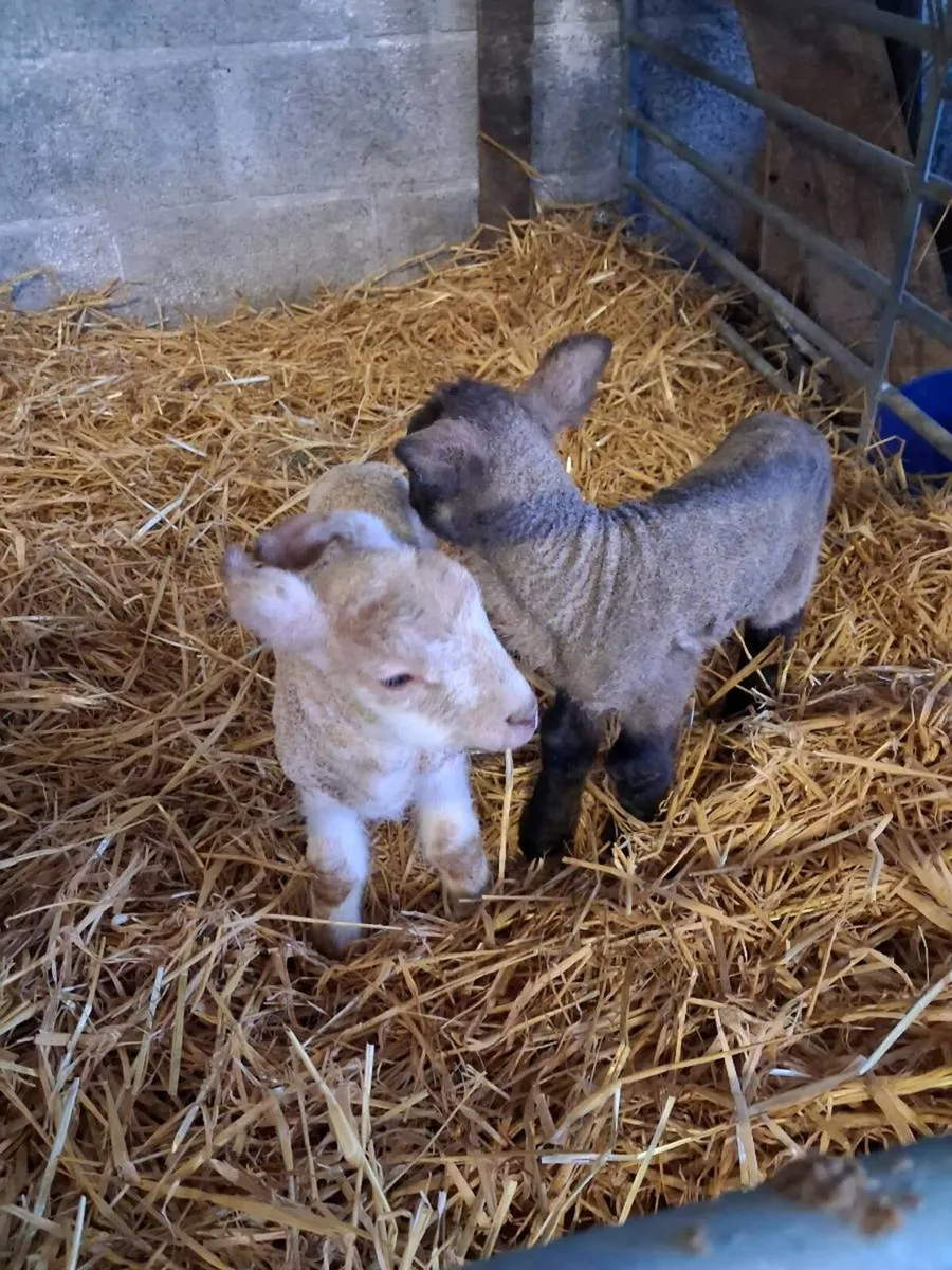 Pet/Foster lambs - Image 2