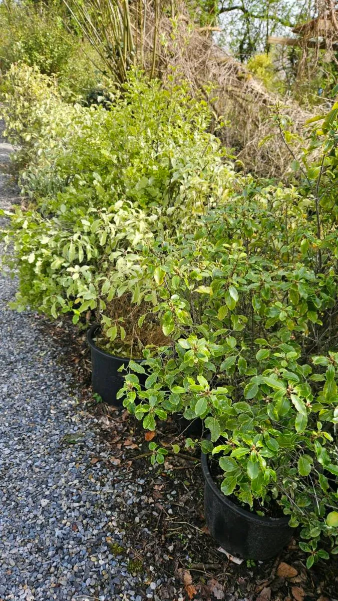 Large Pittosporum Plants, 4ft - Image 2