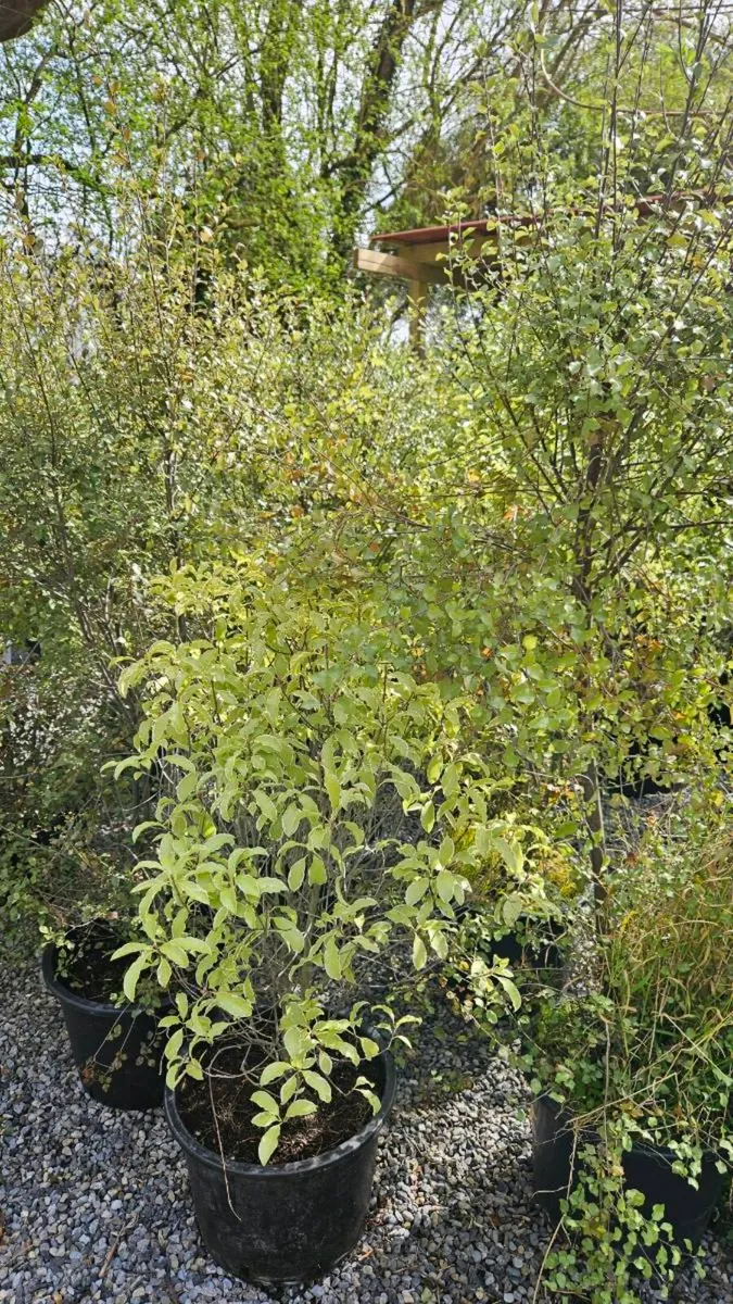Large Pittosporum Plants, 4ft - Image 3