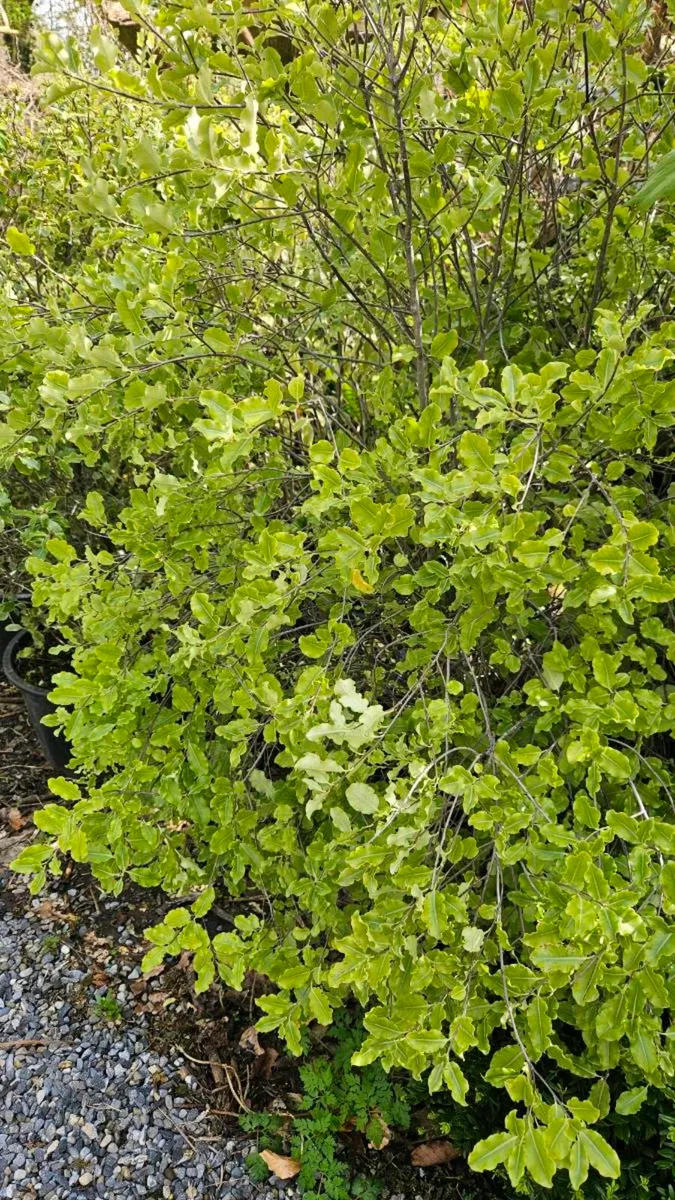 Large Pittosporum Plants, 4ft - Image 1