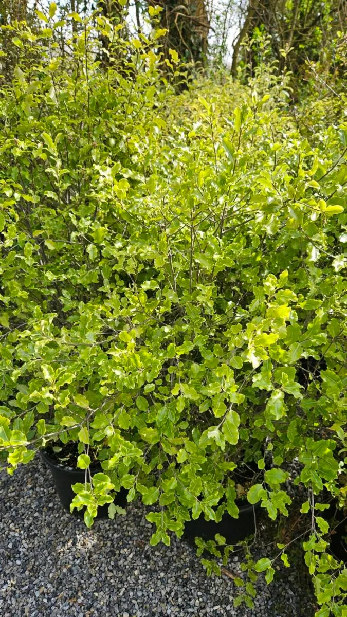 Large Pittosporum Plants, 4ft - Image 4