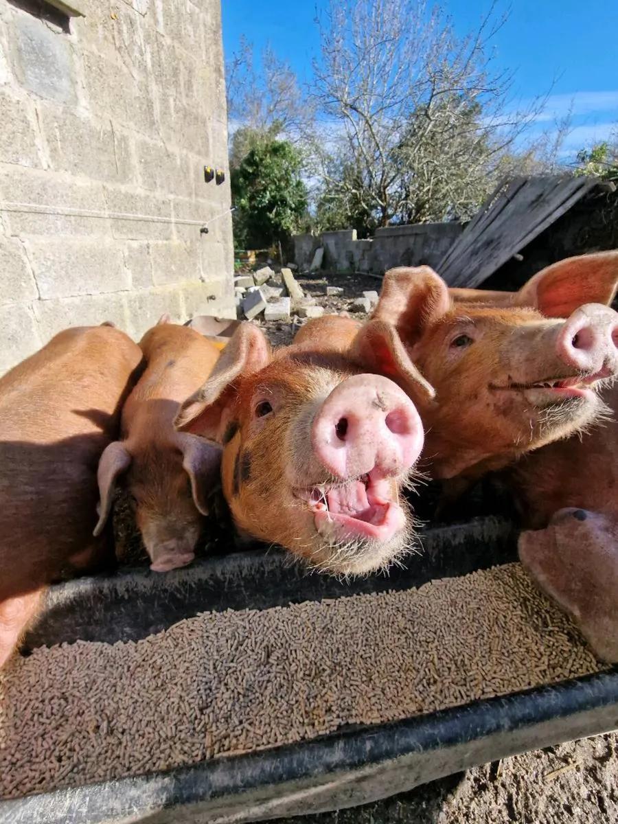 Oxford Sandy and Black x Duroc Weaners - Image 1