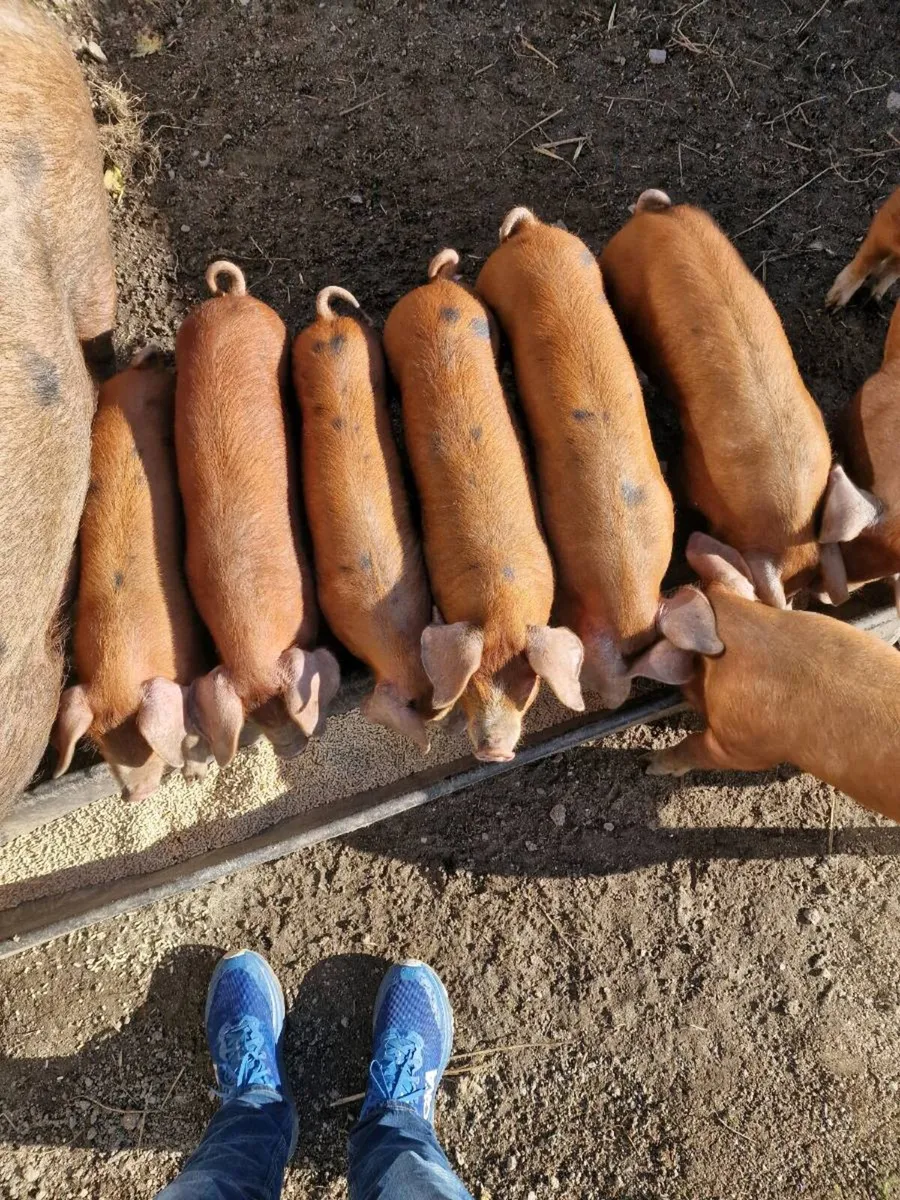 Oxford Sandy and Black x Duroc Weaners - Image 2