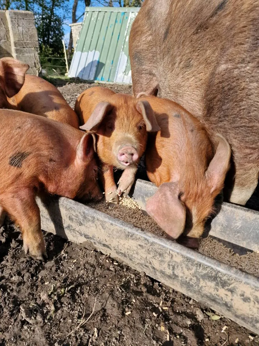 Oxford Sandy and Black x Duroc Weaners - Image 3