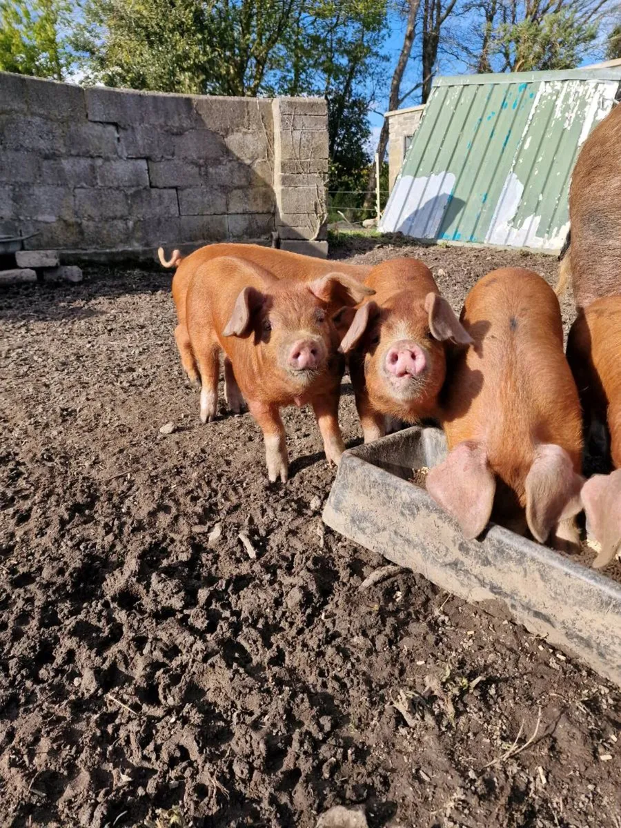 Oxford Sandy and Black x Duroc Weaners - Image 4