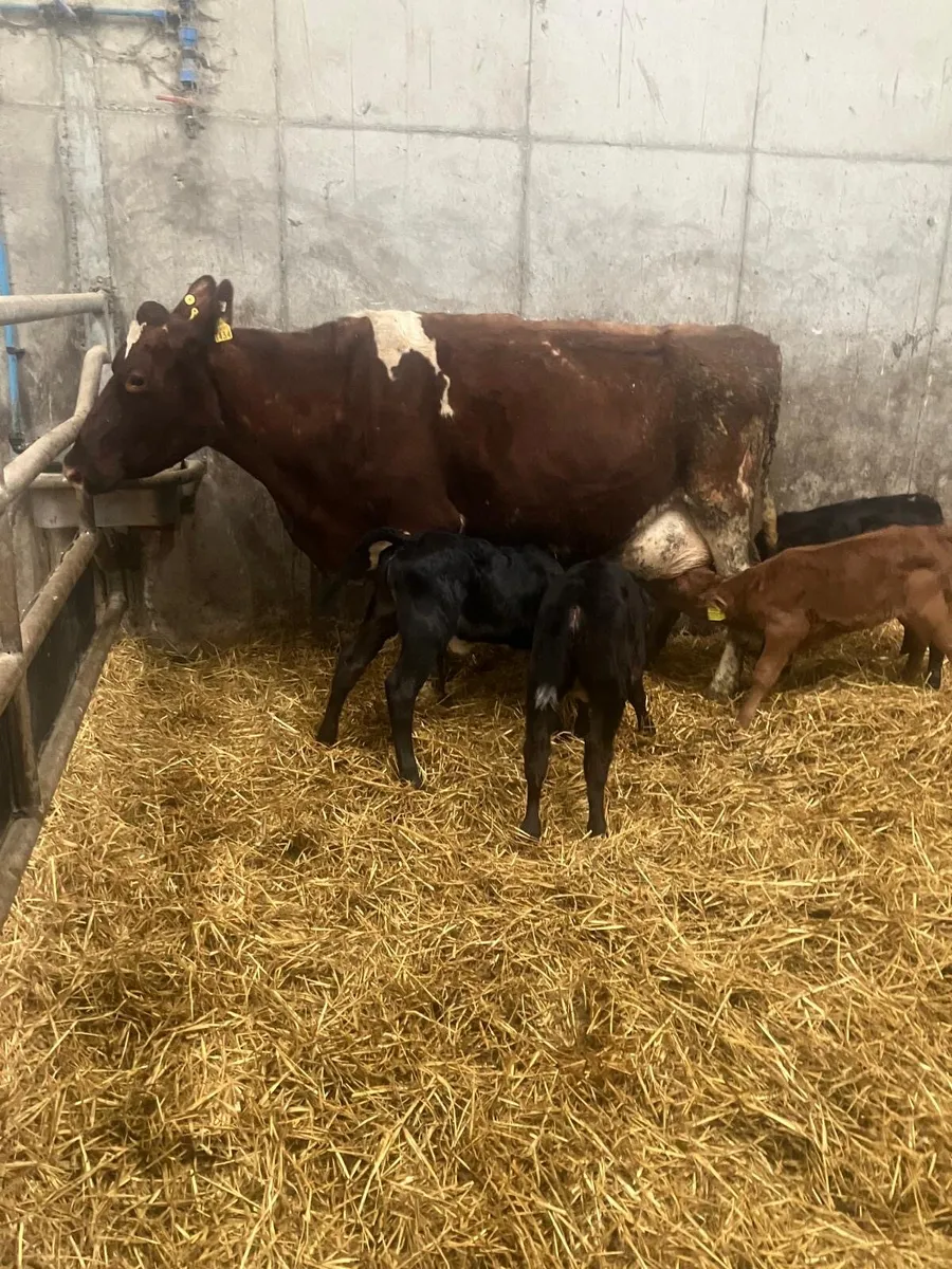 Cows for calves - Image 1