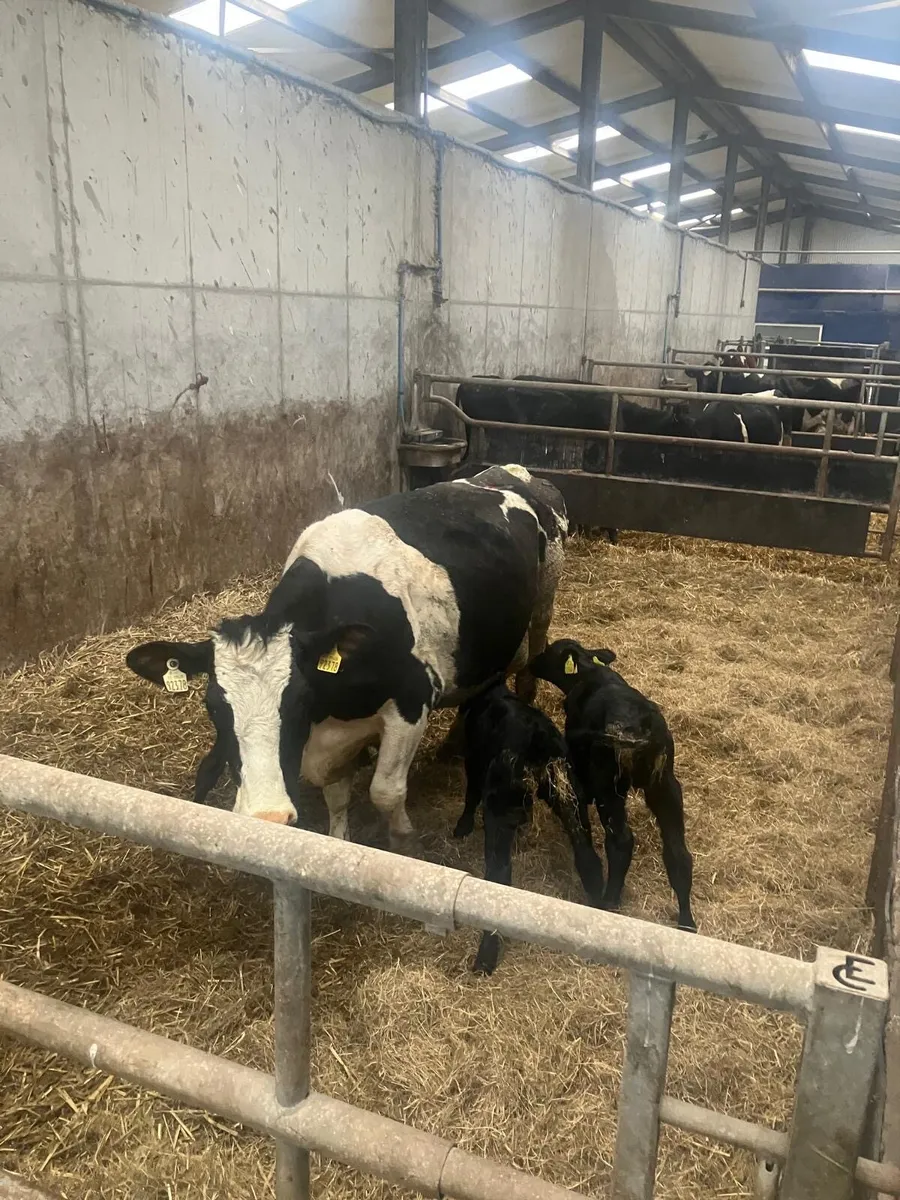 Cows for calves - Image 2