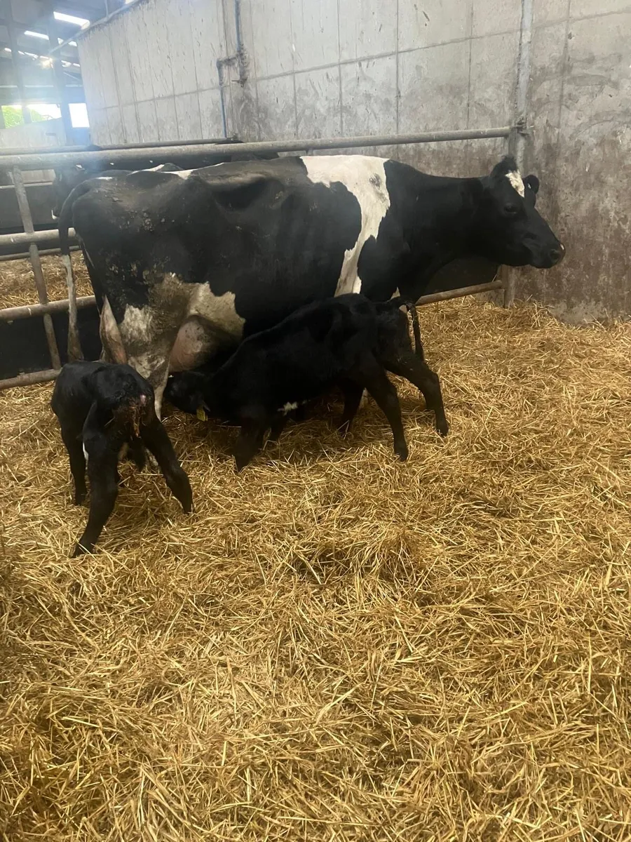 Cows for calves - Image 3