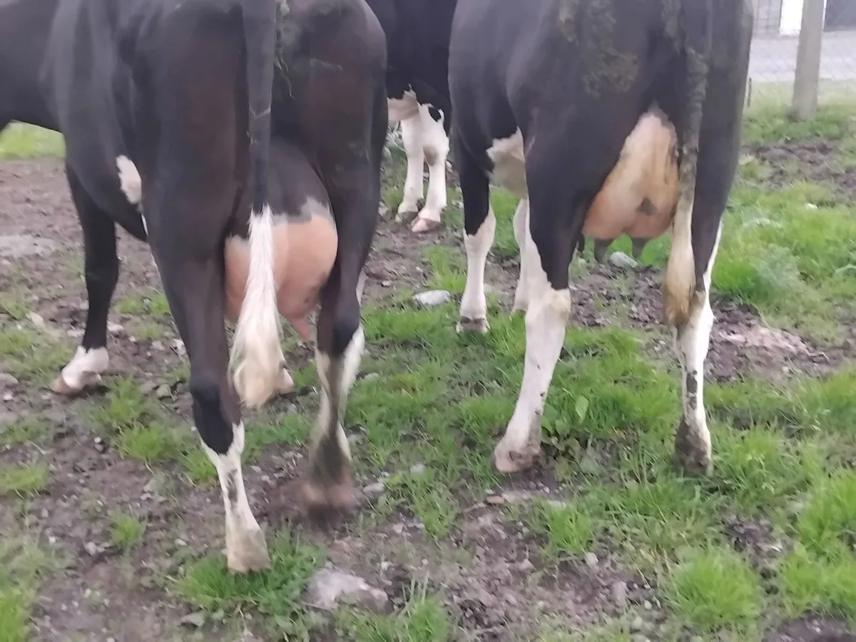 12 fresh calfed  young cows. - Image 2