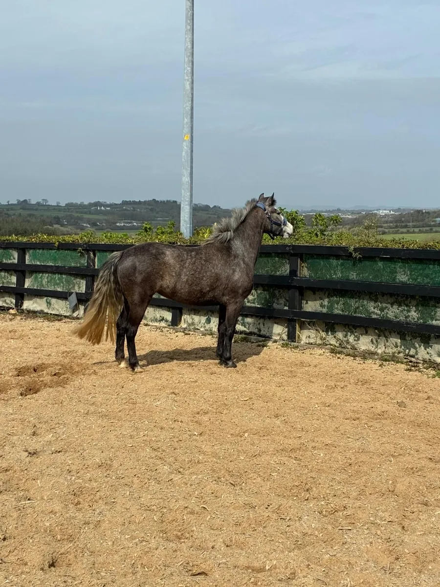 Connemara class 1 Pony - Image 2