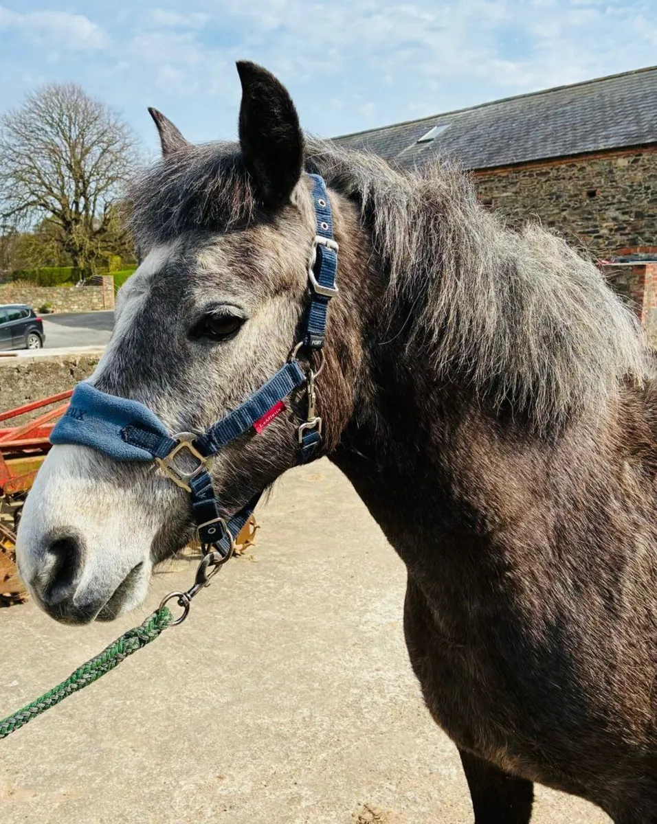Connemara class 1 Pony - Image 3
