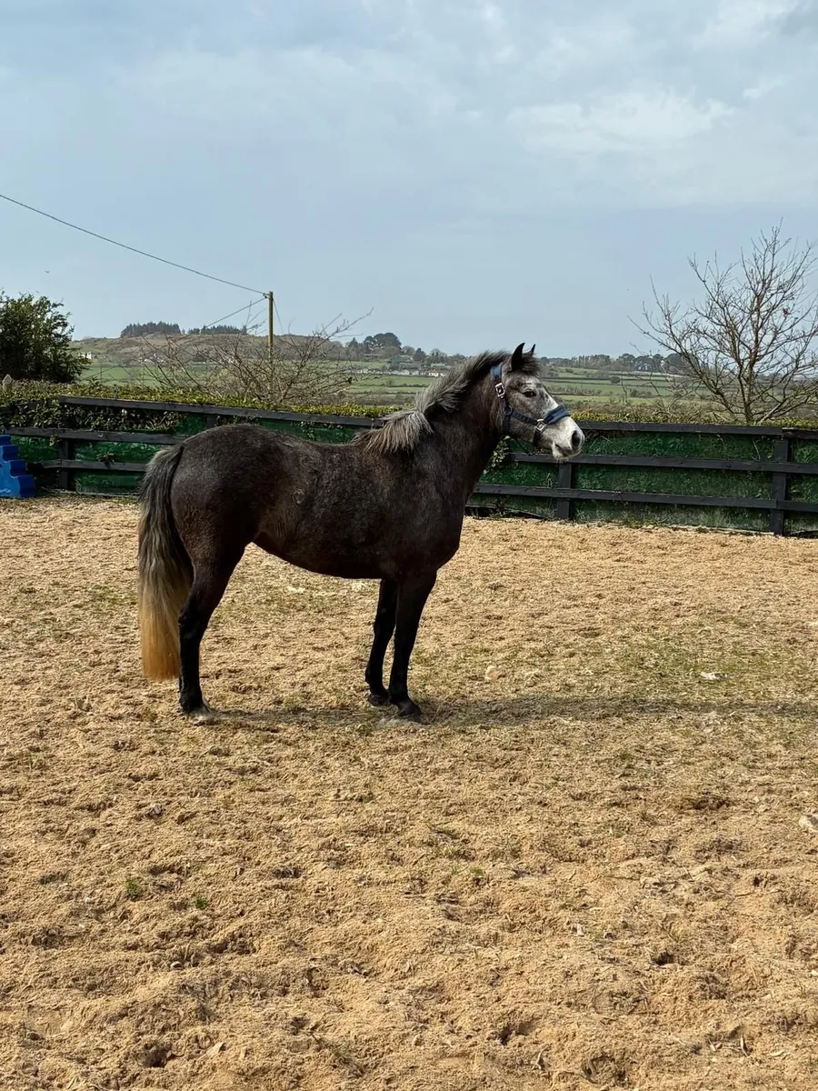 Connemara class 1 Pony - Image 4