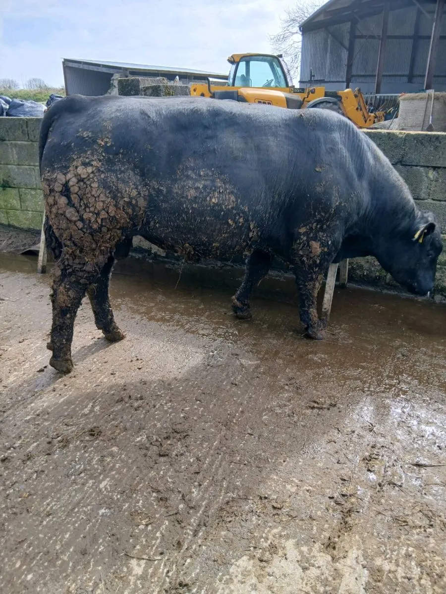 Angus Bull - Image 3