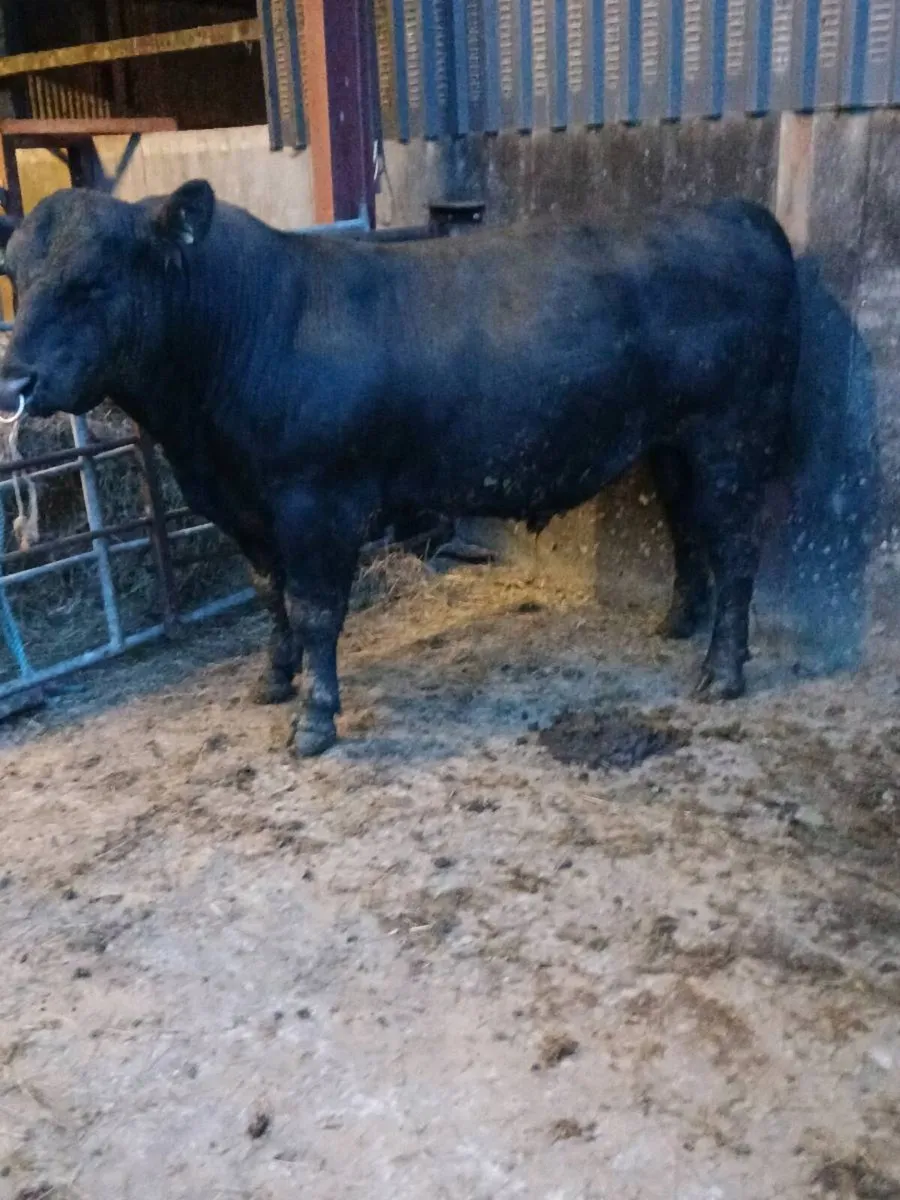 Angus Bull - Image 2