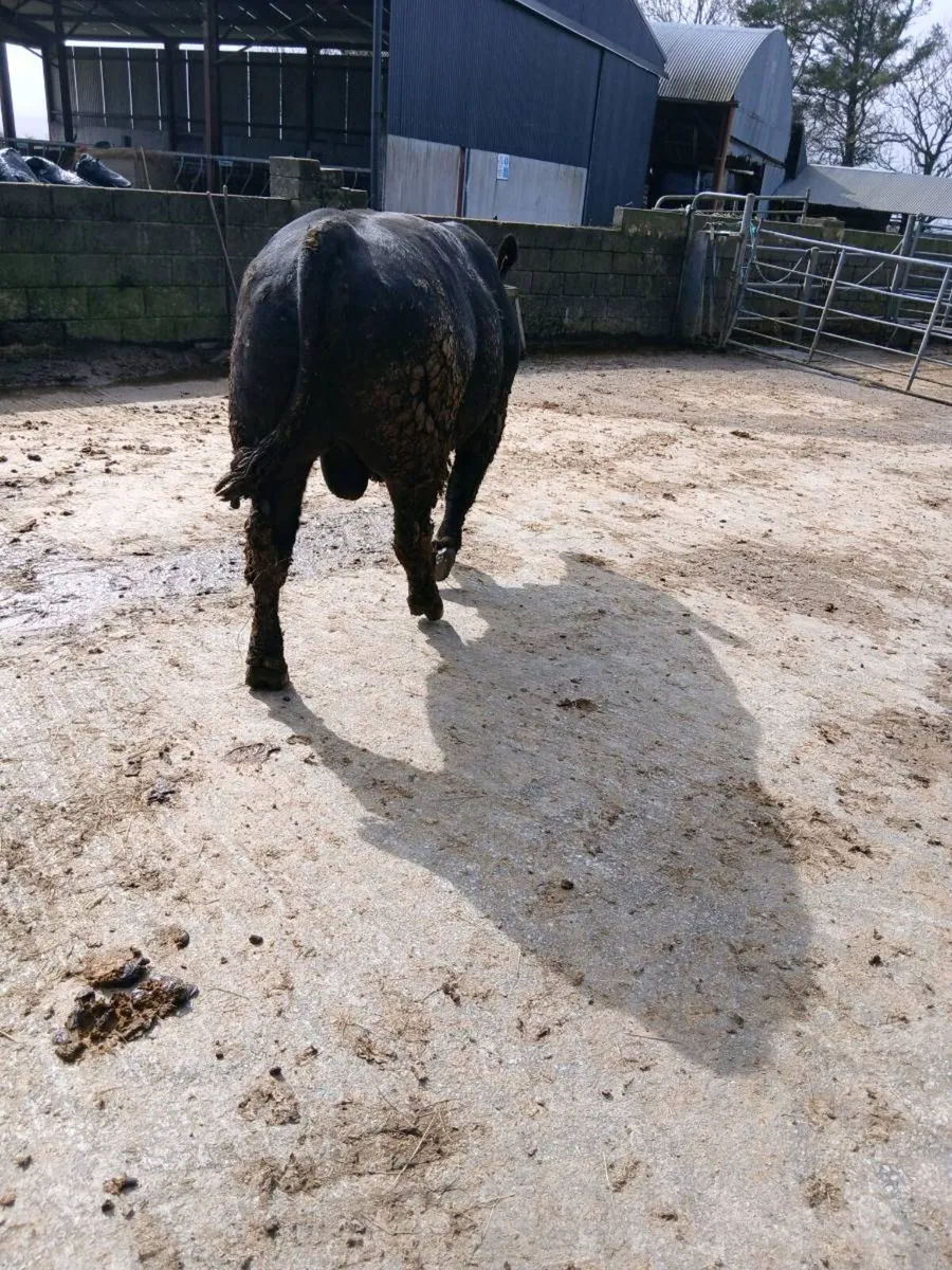 Angus Bull - Image 4