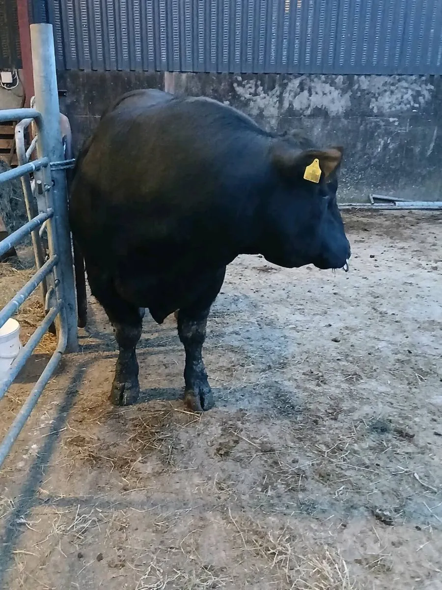 Angus Bull - Image 2