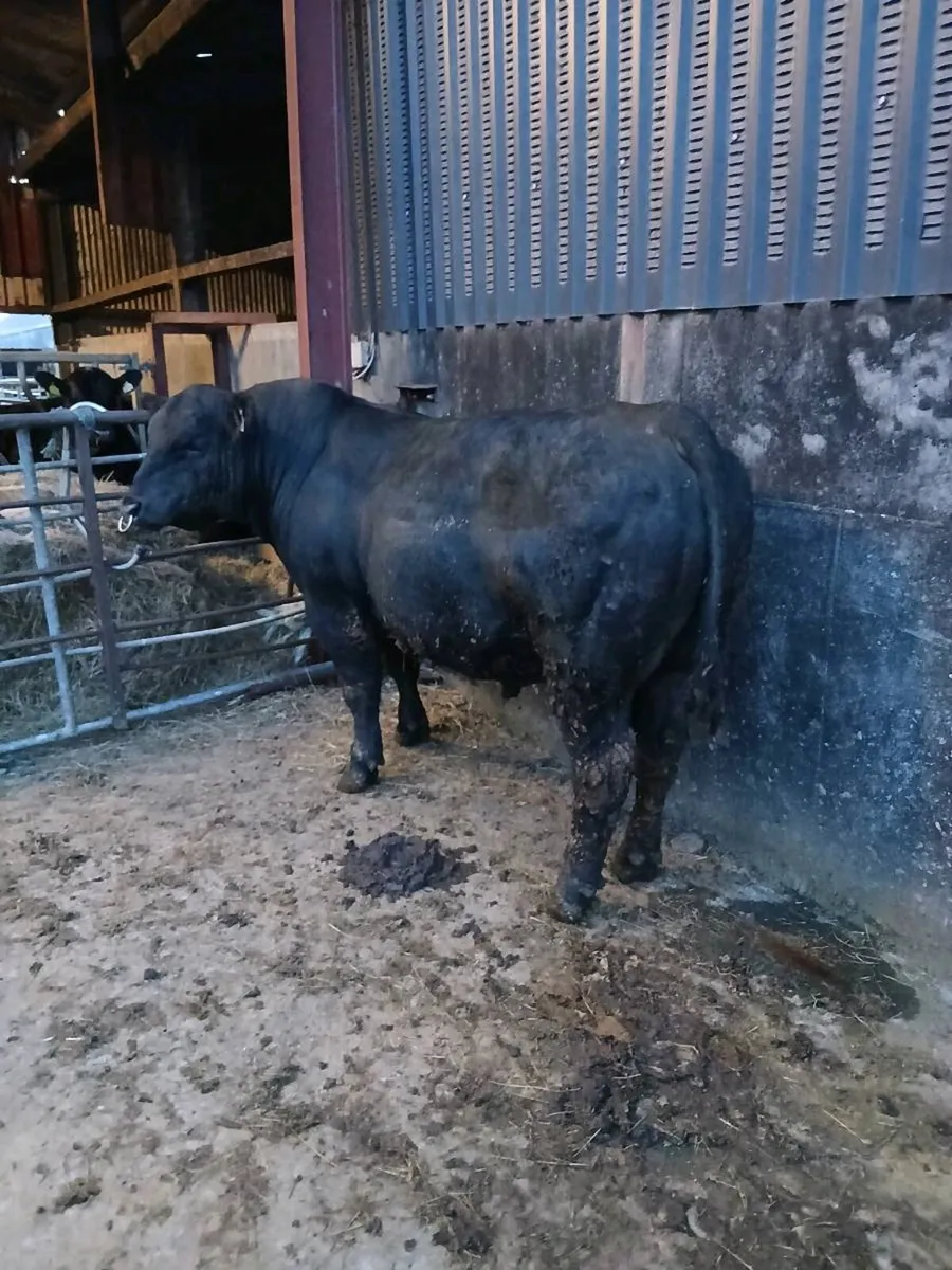 Angus Bull - Image 1