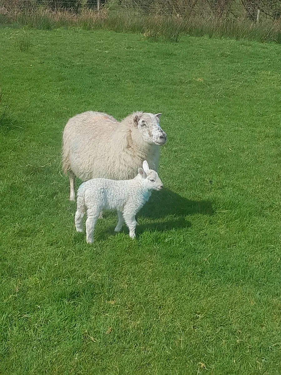 Organic Ewes with lambs at foot - Image 2