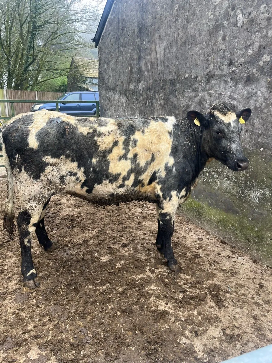 2 shorthorn heifers - Image 1