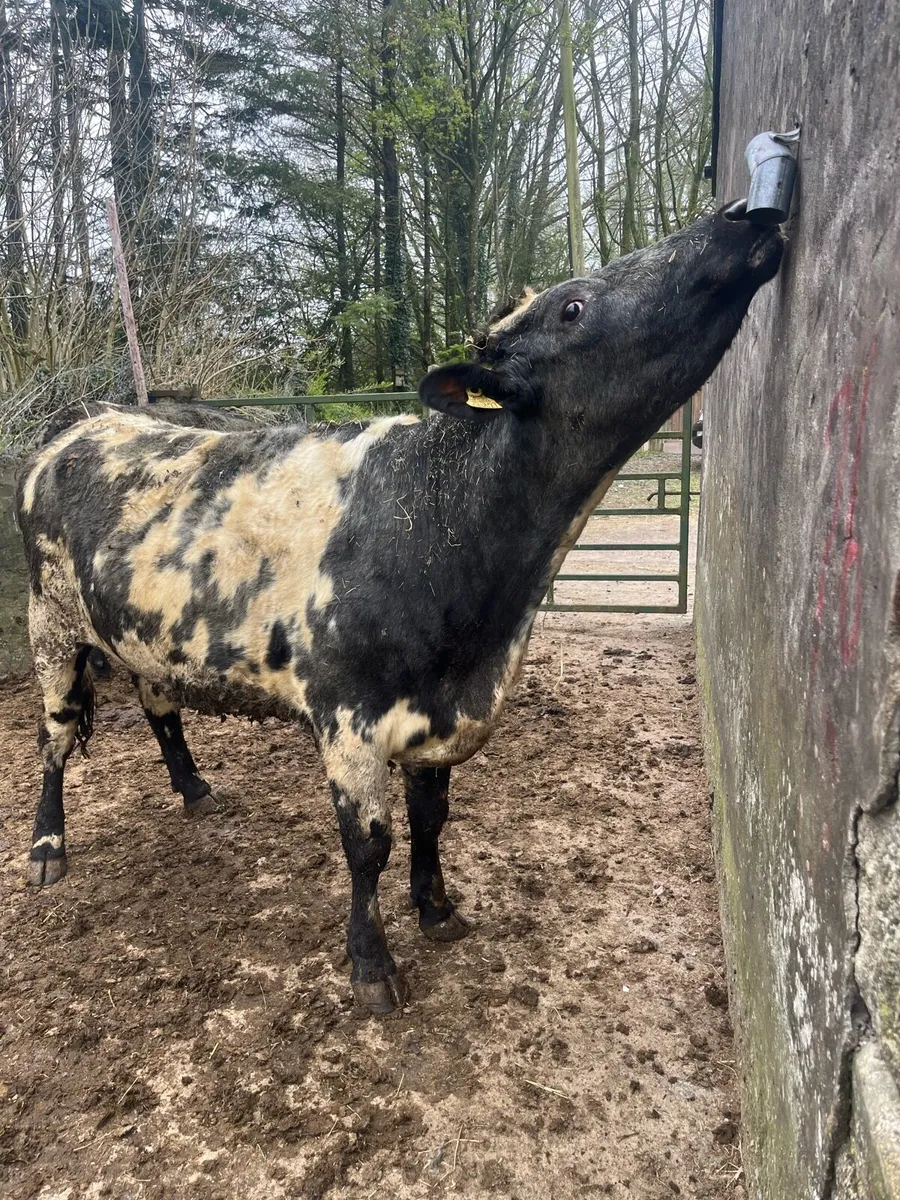 2 shorthorn heifers - Image 2