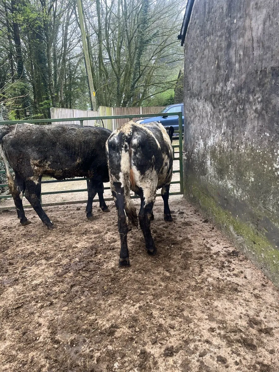 2 shorthorn heifers - Image 3