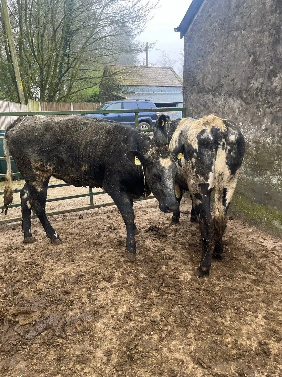 2 shorthorn heifers - Image 4