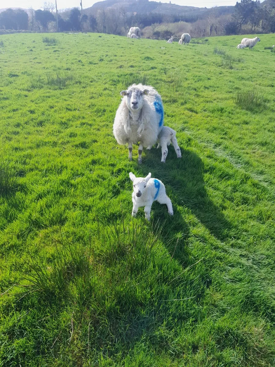Organic Ewes with lambs at foot - Image 4