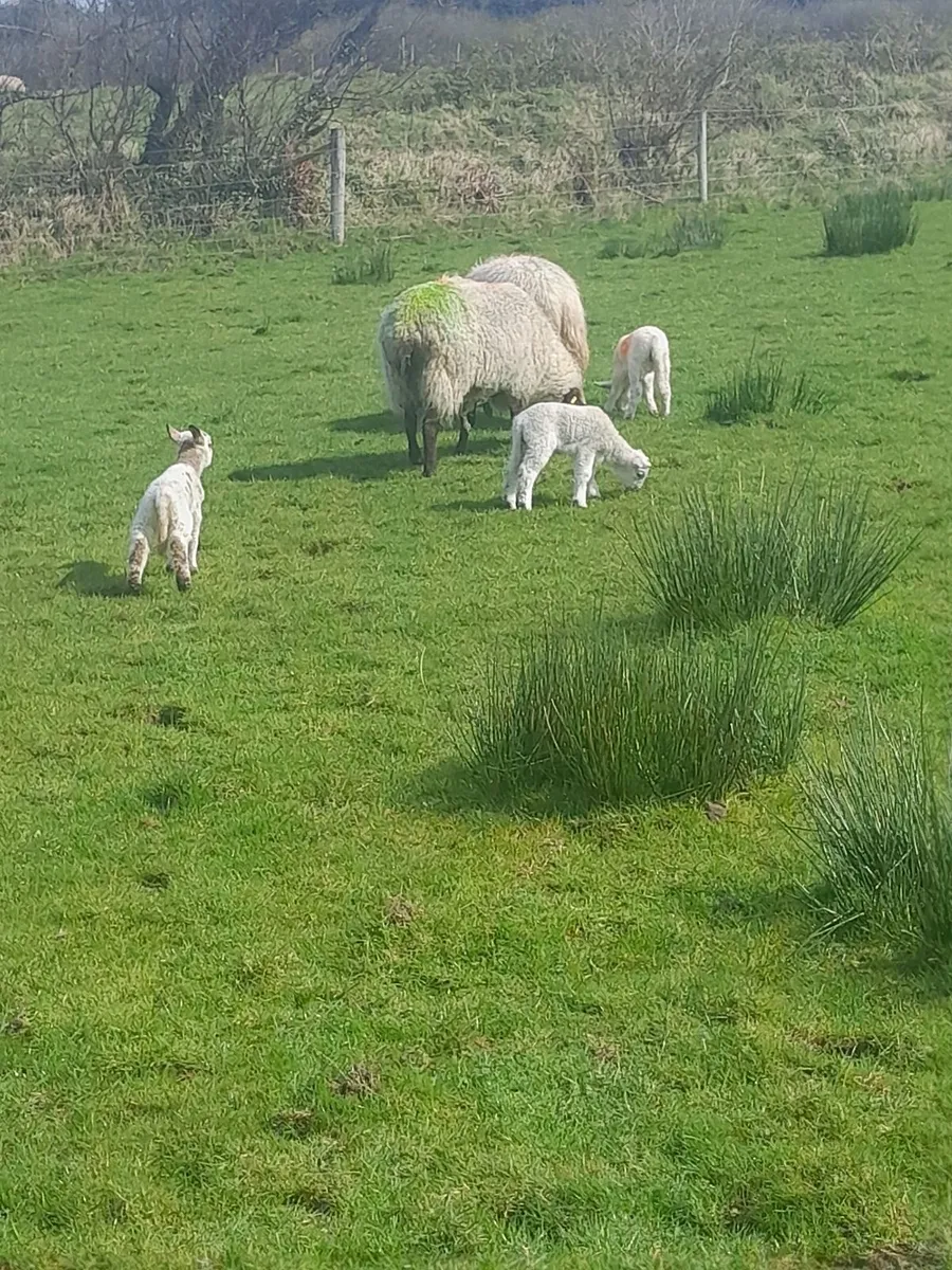 Organic Ewes with lambs at foot - Image 1