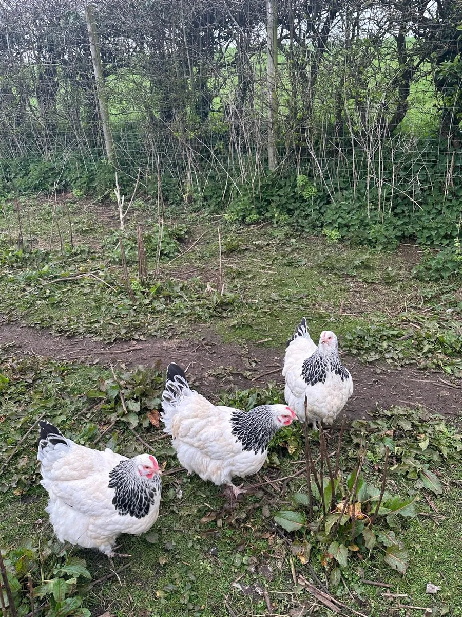 LF Light Sussex Pullets and Roosters - Image 1