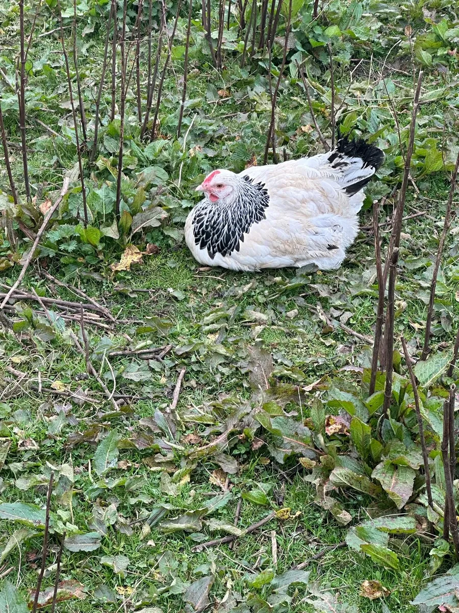 LF Light Sussex Pullets and Roosters - Image 2