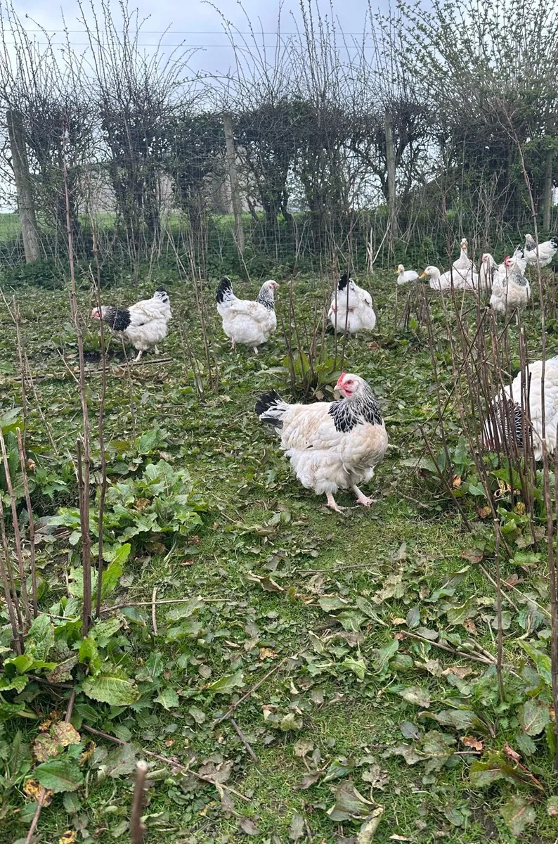 LF Light Sussex Pullets and Roosters - Image 3