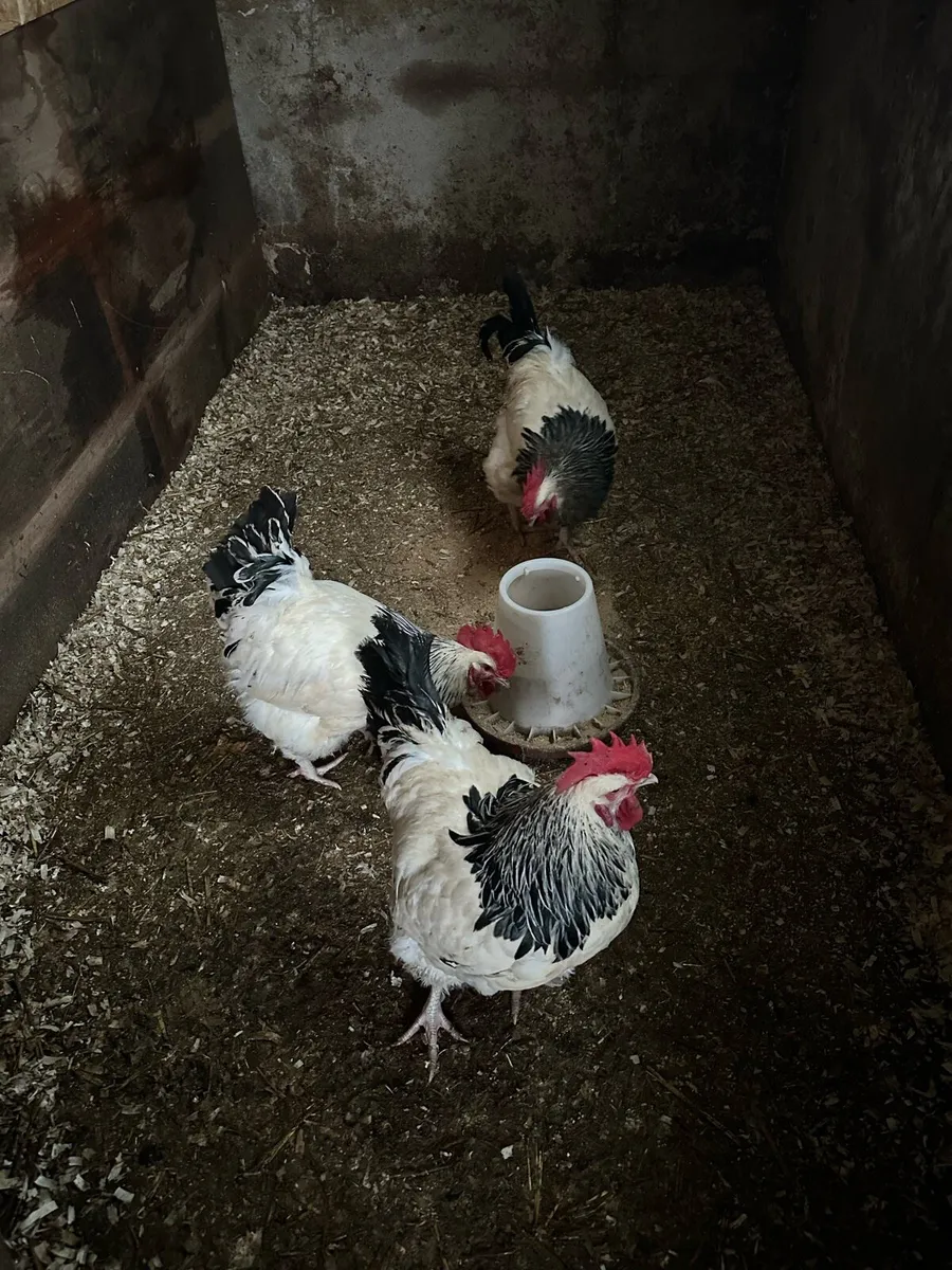 LF Light Sussex Pullets and Roosters - Image 4