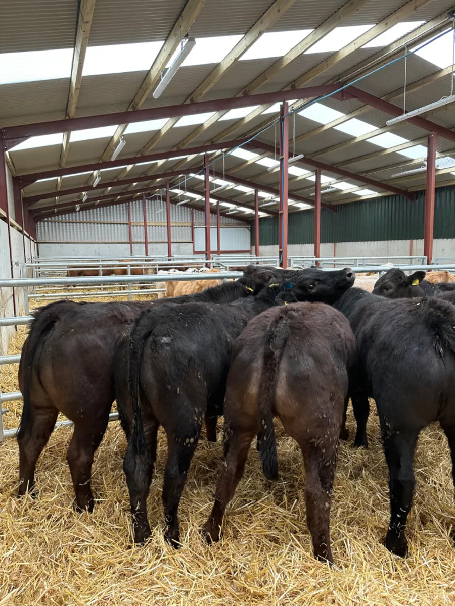 Lim heifers - Image 3