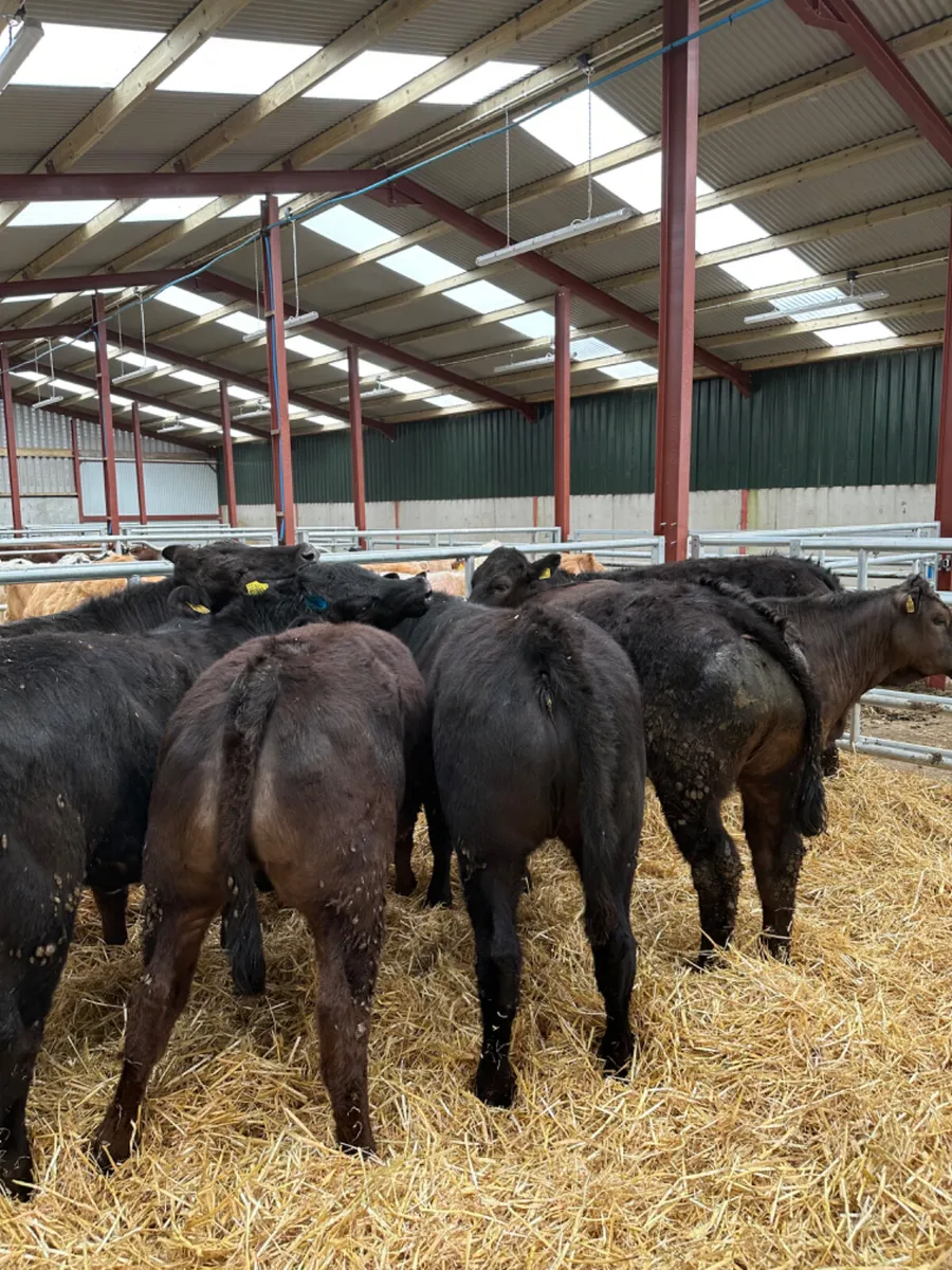 Lim heifers - Image 1