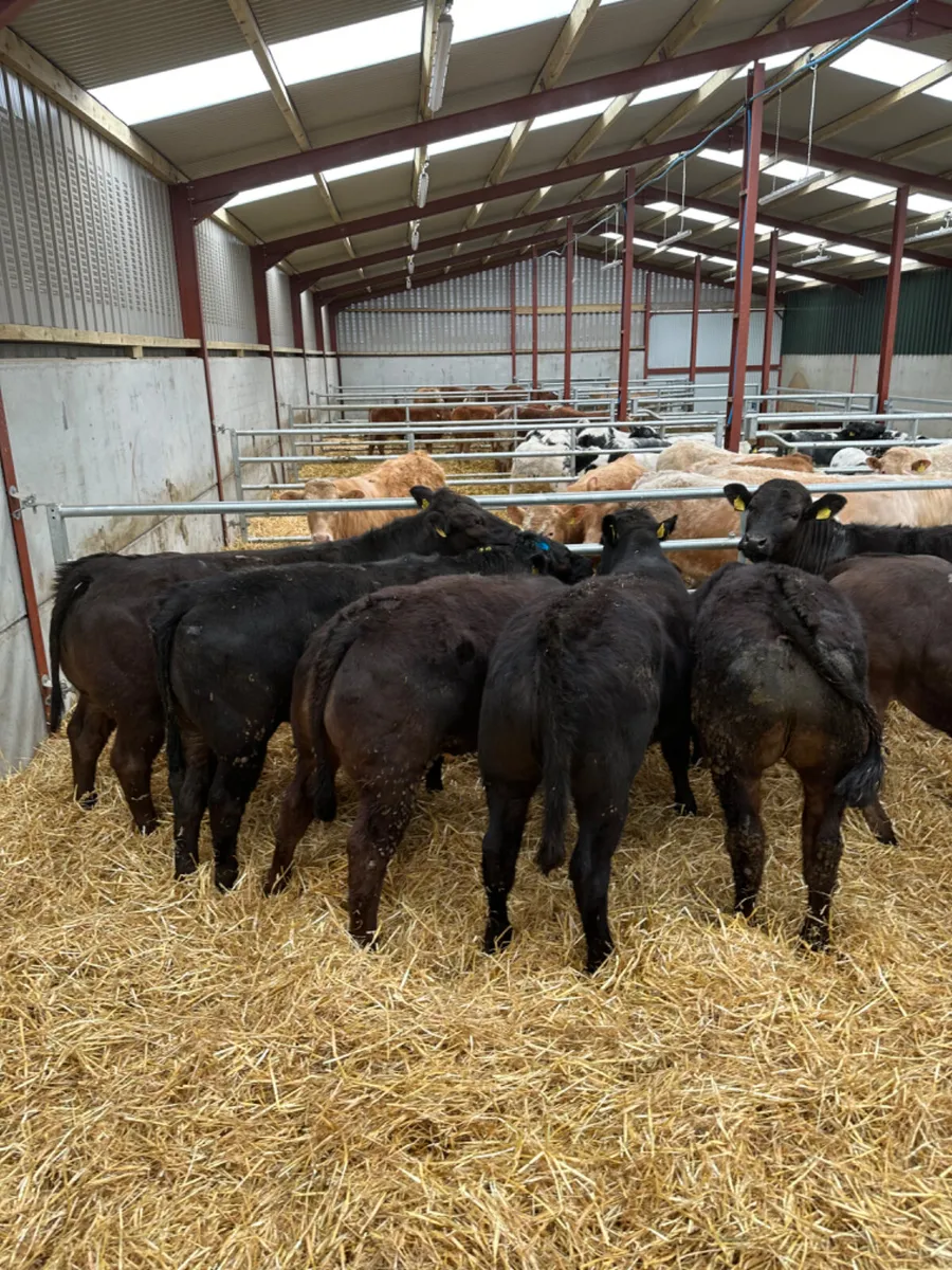 Lim heifers - Image 2