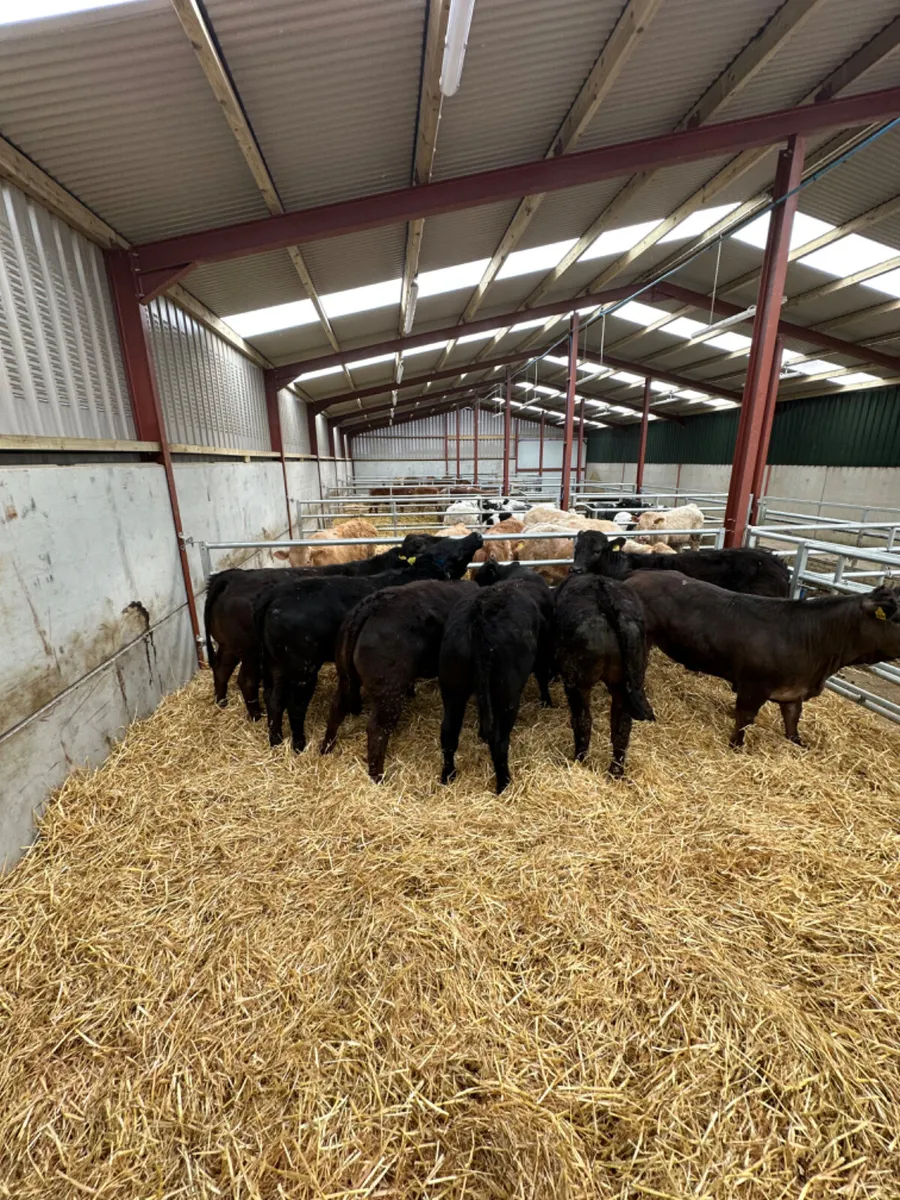 Lim heifers - Image 4